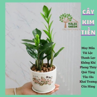 Cây Kim Tiền Mini để bàn, May Mắn, Phong Thủy Chậu Ngẫu Nhiên | Kalee Green