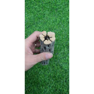 LŨA CHOLLA - LŨA XƯƠNG RỒNG - ĐỒ CHƠI TÉP KIỂNG - DÁN RÁY. BUCEP. RÊU