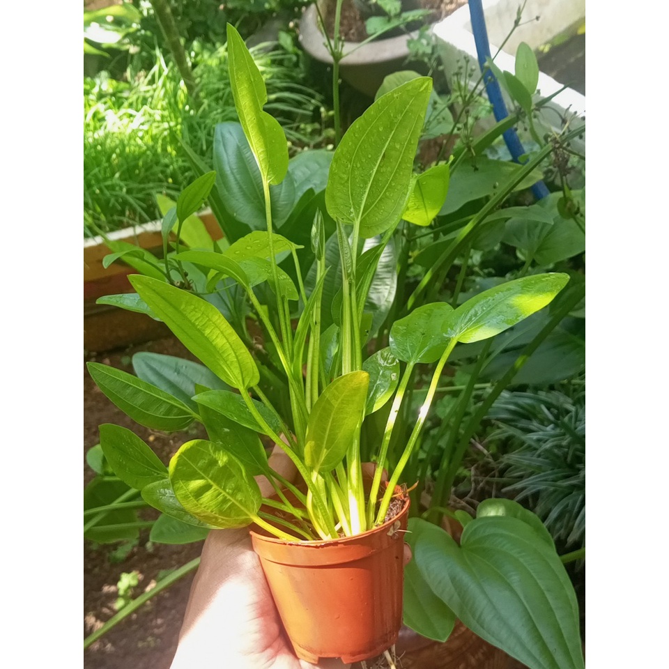 Chậu bách thủy tiên hoa kép 4-5 thân,cao 20-30cm,trang trí non bộ, tiểu cảnh hồ cá