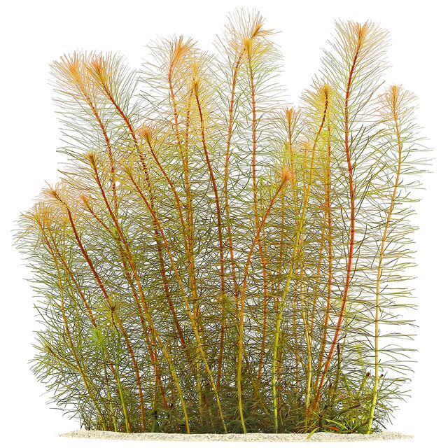 10 nhánh rotala Việt Nam dễ trồng