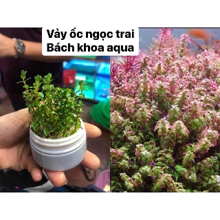 Cây thủy sinh - Vảy ốc ngọc trai BKA