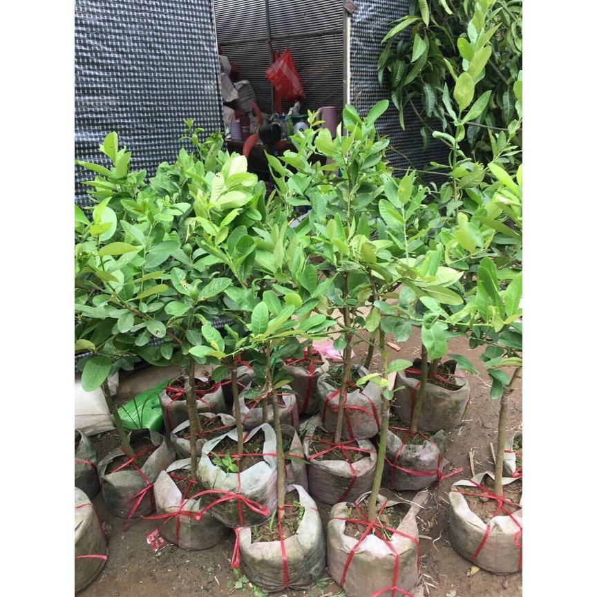 Chanh vàng Mỹ thân gỗ - cây trưởng thành sắp cho trái cao 80-90cm - Trang Flowers