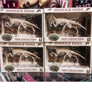 Mô Hình Hóa Thạch Khủng Long - 1 Cái
