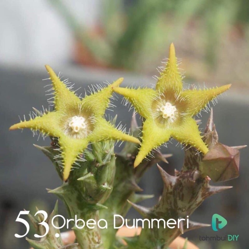 [53] Xương rồng sao biển Orbea Dummeri
