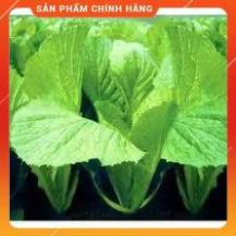 HẠT GIỐNG CẢI BẸ XANH MỠ CAO SẢN