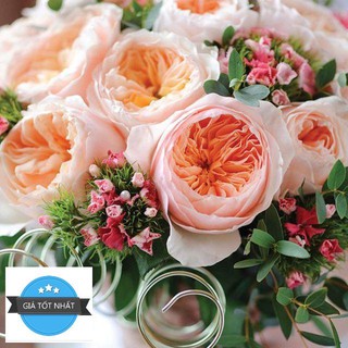 Gói 20 Hạt Hoa hồng ngoại Juliet tuyệt đẹp_tặng kích rễ ĐẾN MÙA TRỒNG TẾT