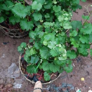 Combo  2 cây giống nho ngón tay