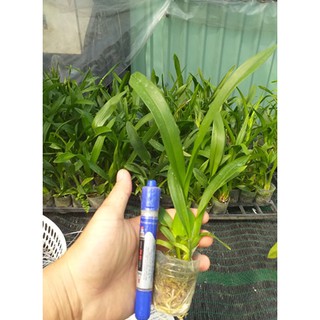 vũ nữ cây giống bao đẹp