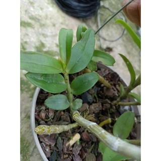 Cây giống hoa lan ám mắt nhện  (cánh  sáp)