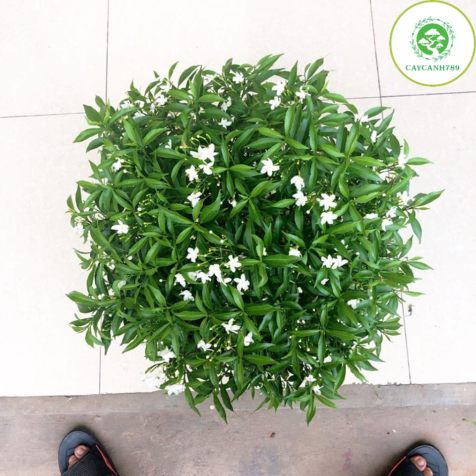 Cây mai vạn phúc cao 40-50 cm xanh tươi quanh năm không rụng lá