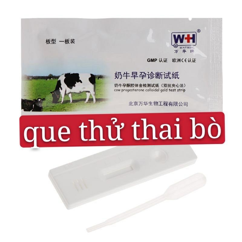 que thử thai trâu bò