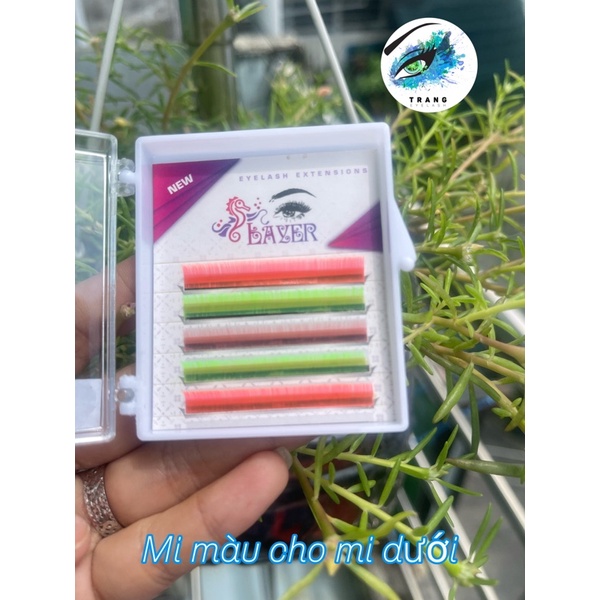 Mi nối Mi dưới và B 0.07 & 0.10