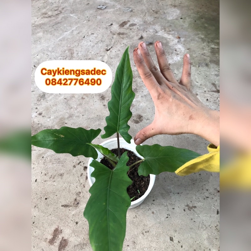 caykiengsadec - Cây alocasia môn thiên đường - tặng phân bón - trang trí nội thất cảnh quan sân vườn ngoài trời