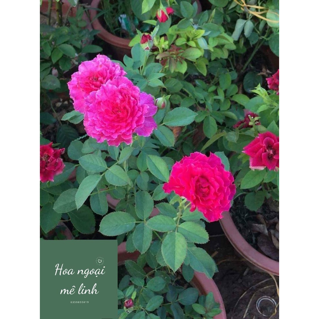 Hoa hồng ngoai Ramukan rose màu hồng đậm tuyệt đẹp -hoangoaimelinh