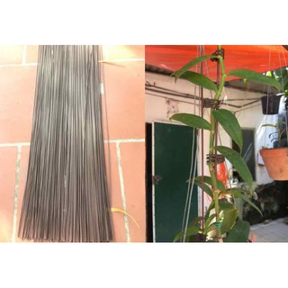 1kg que (ti) cắm lan hồ điệp 3 ly dài các cỡ