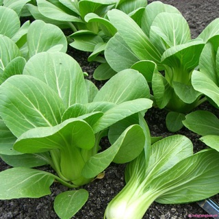 HẠT GIỐNG CẢI CHÍT F1 (CẢI BẸ XANH) 10gr