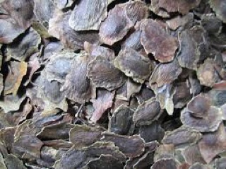 Hạt giống cây Sưa Đỏ (15 hạt)