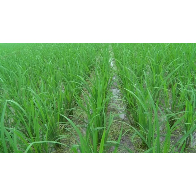 Bung rễ 100g, Siêu Lân, ra rễ cực mạnh, mở lá, bật chồi, phục hồi sinh trưởng, giải độc hữu cơ