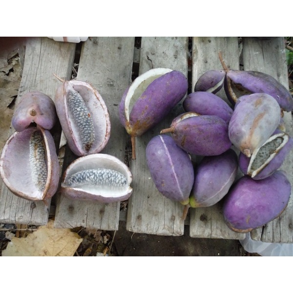 Hạt giống nho akebi nhật 12 hạt