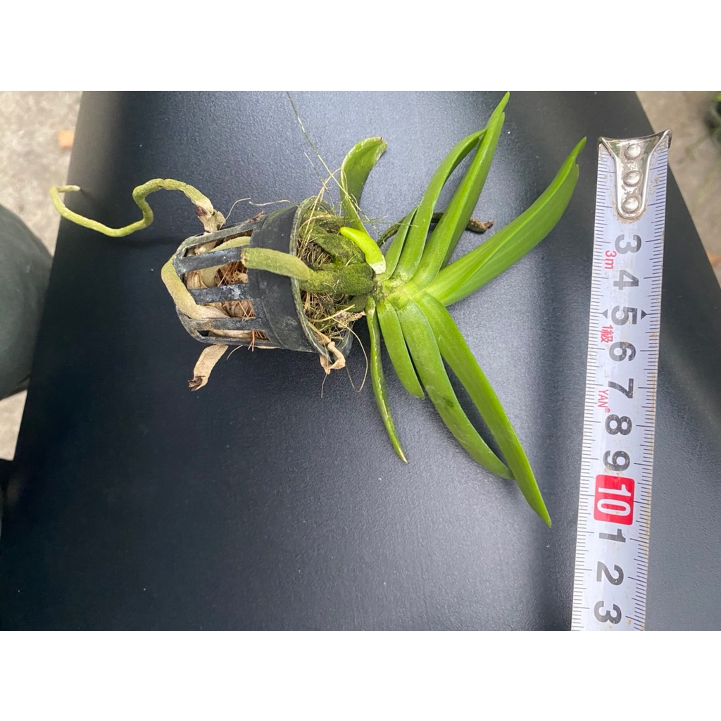 [Chính hãng] ngọc điểm(đai trâu, nghinh xuân) màu vàng lưỡi đỏ độc lạ hàng cây giống 9 tháng tuổi