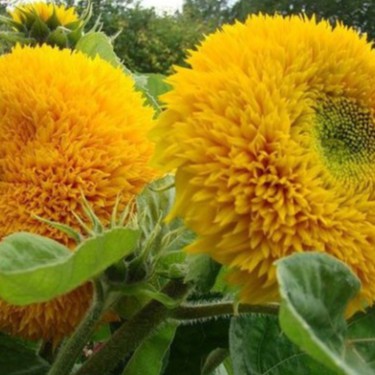 Hạt Giống Hoa Hướng Dương Kép (gói 50 hạt, tặng phân)