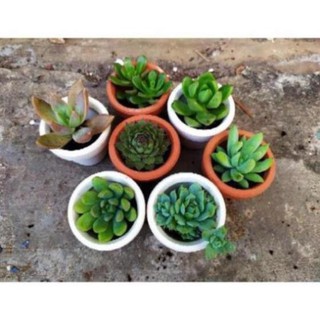 HOAHHP- Chậu sen đá trơn mini 5cm ( tặng kèm chậu)