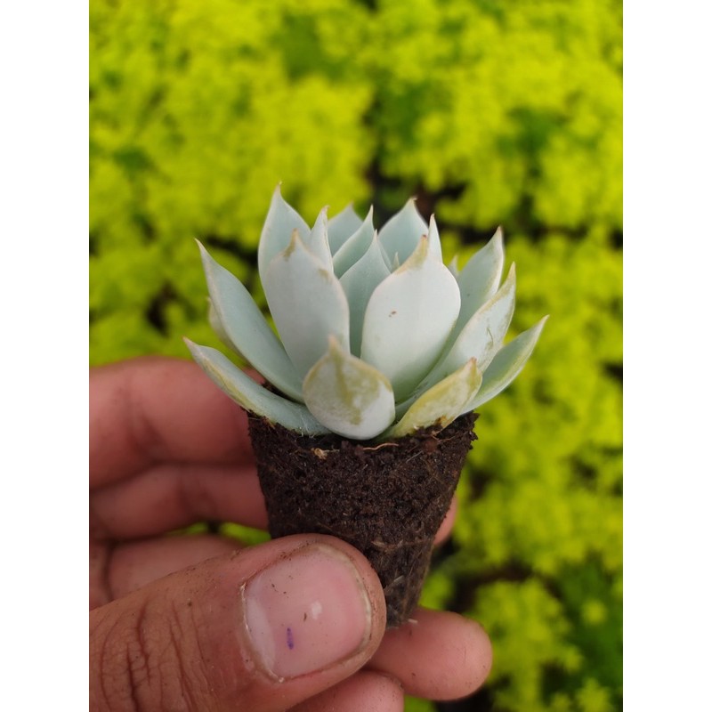 Sen đá ngọc trinh SONDA GARDEN size mini 2.5-4cm, xuất xứ Đà Lạt, khoẻ đẹp, lỗi 1 đổi 1