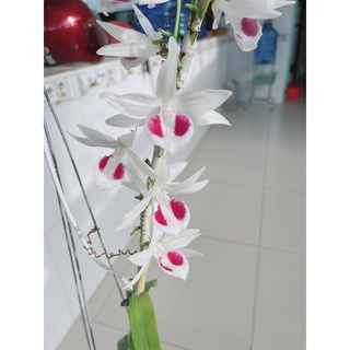 Phi điệp 5ct mày ngài hàng giống mặt hoa đáng để mọi người sưu tầm thuần tại vườn