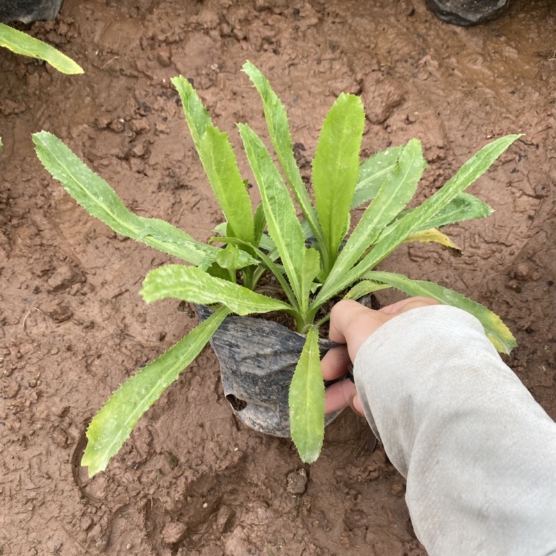Cây rau mùi tàu trồng bịch đen dùng làm gia vị trong các món ăn