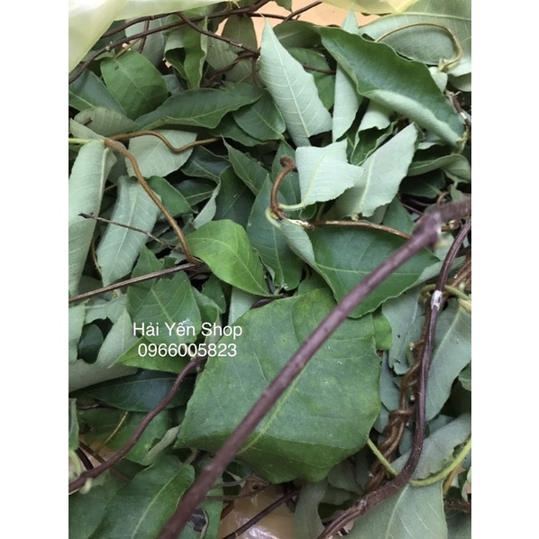 1kg Dây-Lá cây Hà Thủ Ô Đỏ tươi_khô