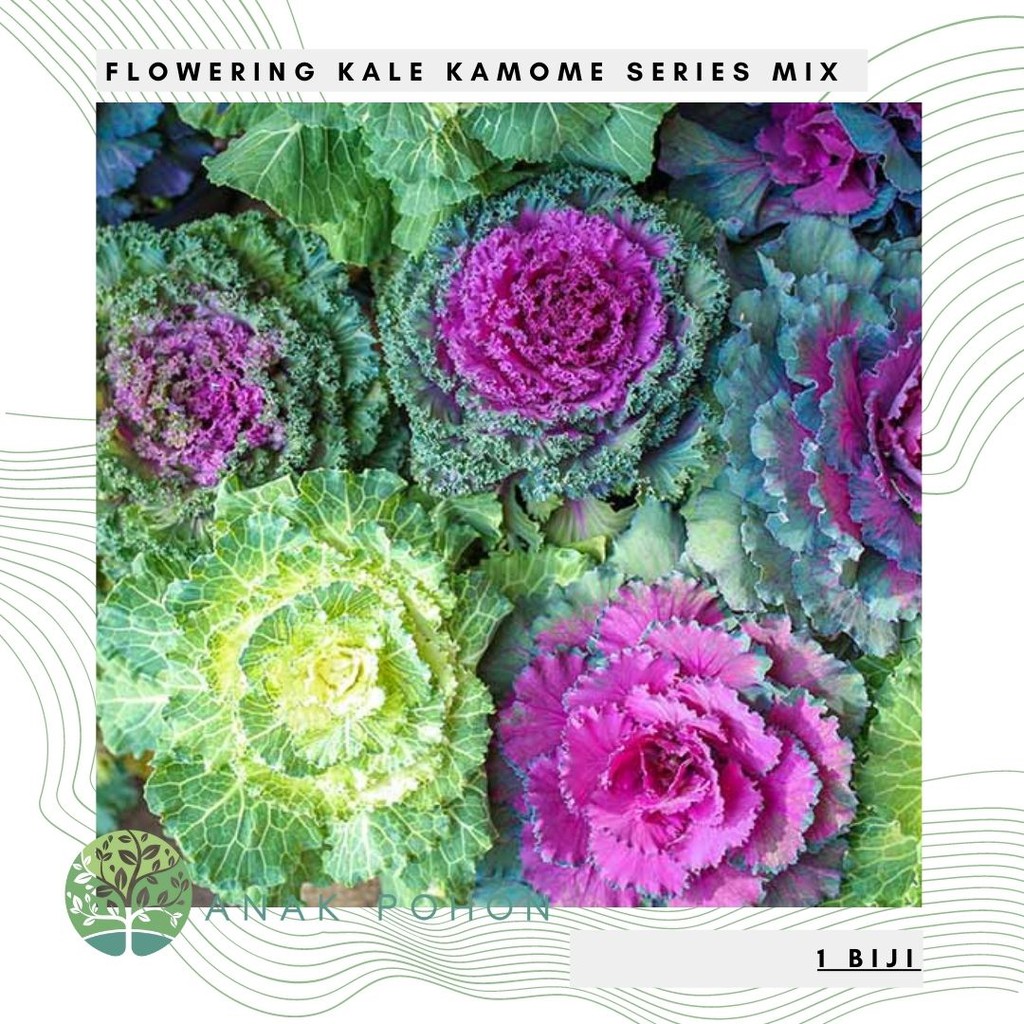 Hạt giống - rau cải Kale Kamome Series Mix Seeds - NHẬP KHẨU 30h