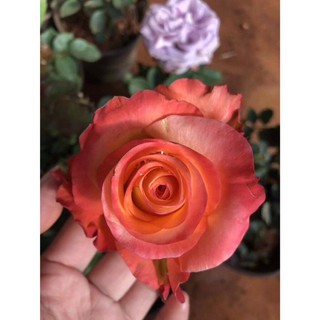 Hoa hồng giống. Rễ trần