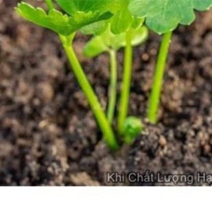 5Gr Hạt Giống Cần Tây Cao Sản