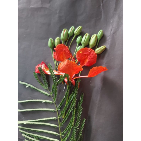 20 Nụ hoa phượng làm hoa handmade