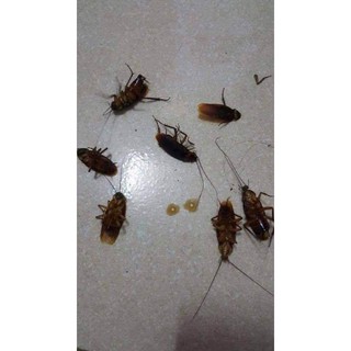 set 2 lọ THUỐC DIỆT KIẾN, GIÁN SINH HỌC