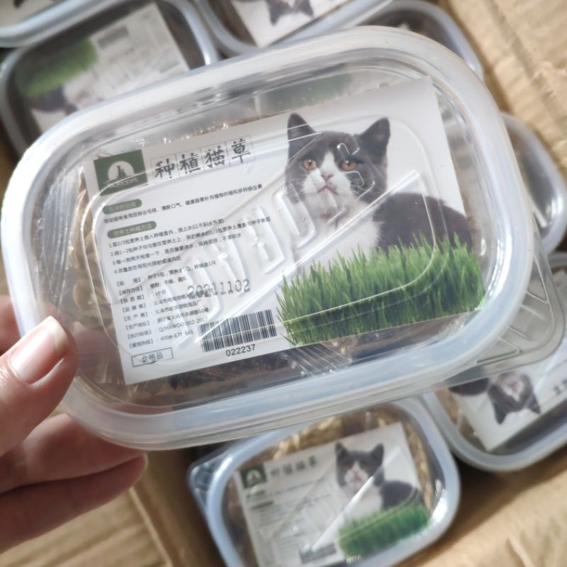 Bộ kit trồng cỏ mèo, hạt giống cỏ lúa mạch