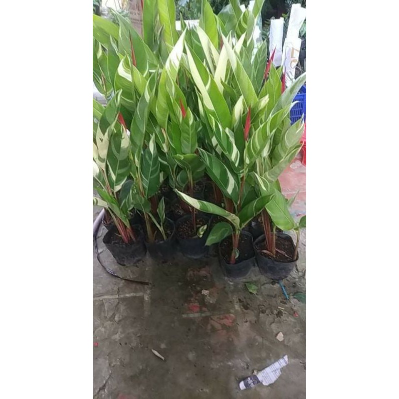 Cây mỏ két cẩm thạch