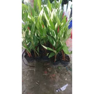 Cây mỏ két cẩm thạch