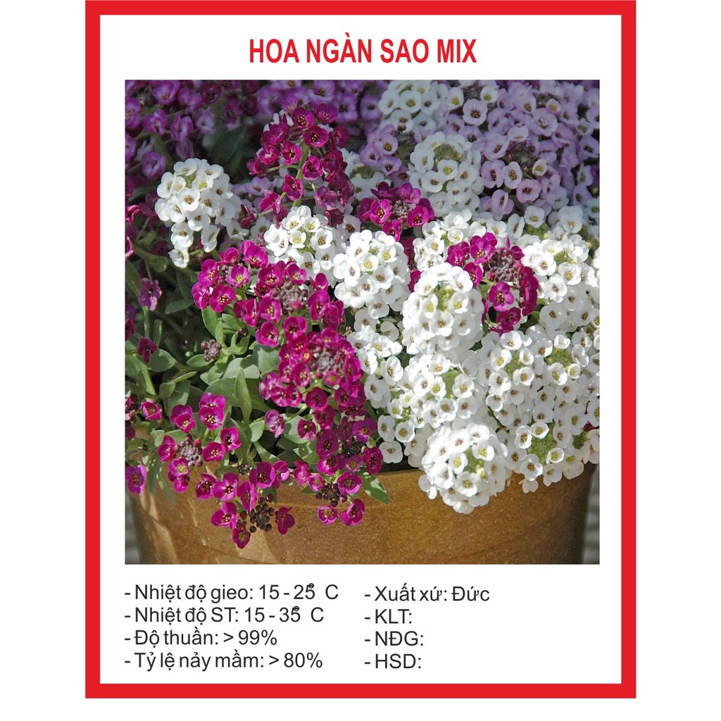 Hạt Giống Hoa Ngàn Sao Mix 100 Hạt