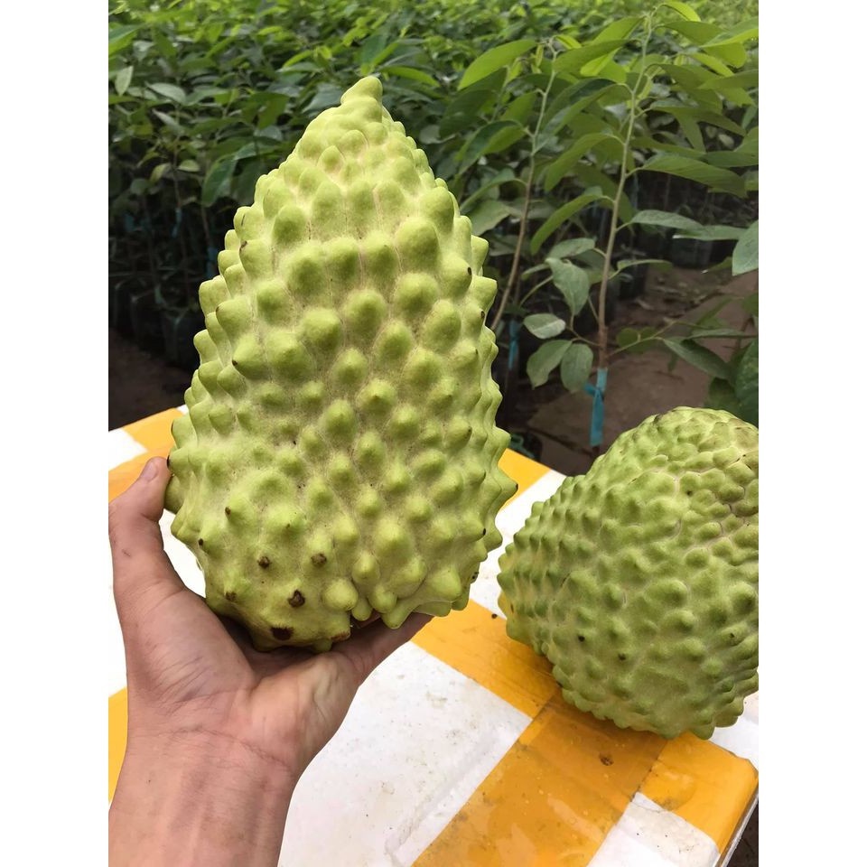 Cây na sầu riêng cao 50cm ra trái sau 12 tháng  - Chuẩn F1.