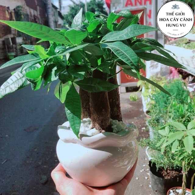 Cây kim ngân 3 gốc tam lộc Phuc-Lộc-Thọ - THẾ GIỚI HOA CÂY CẢNH - (Ảnh thật số 2)