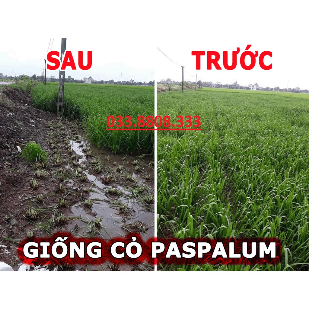 Hạt giống cỏ Ubon Paspalum - Cỏ xả chịu ngập gói 50g - Hạt Giống Cỏ Chăn Nuôi Trâu-bò-dê-cừu-cá