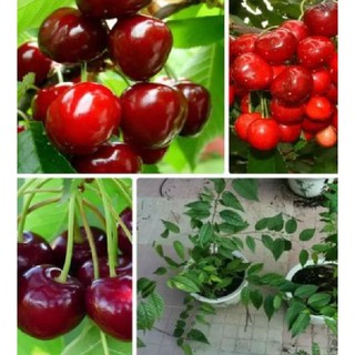 Hạt giống cây ăn trái cherry đỏ {10 hạt + 1 gói kích thích hạt nảy mầm }