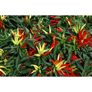 Hạt giống Ớt chỉ thiên chùm