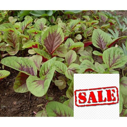 Gói 5 gr giống rau dền 3 màu SALE