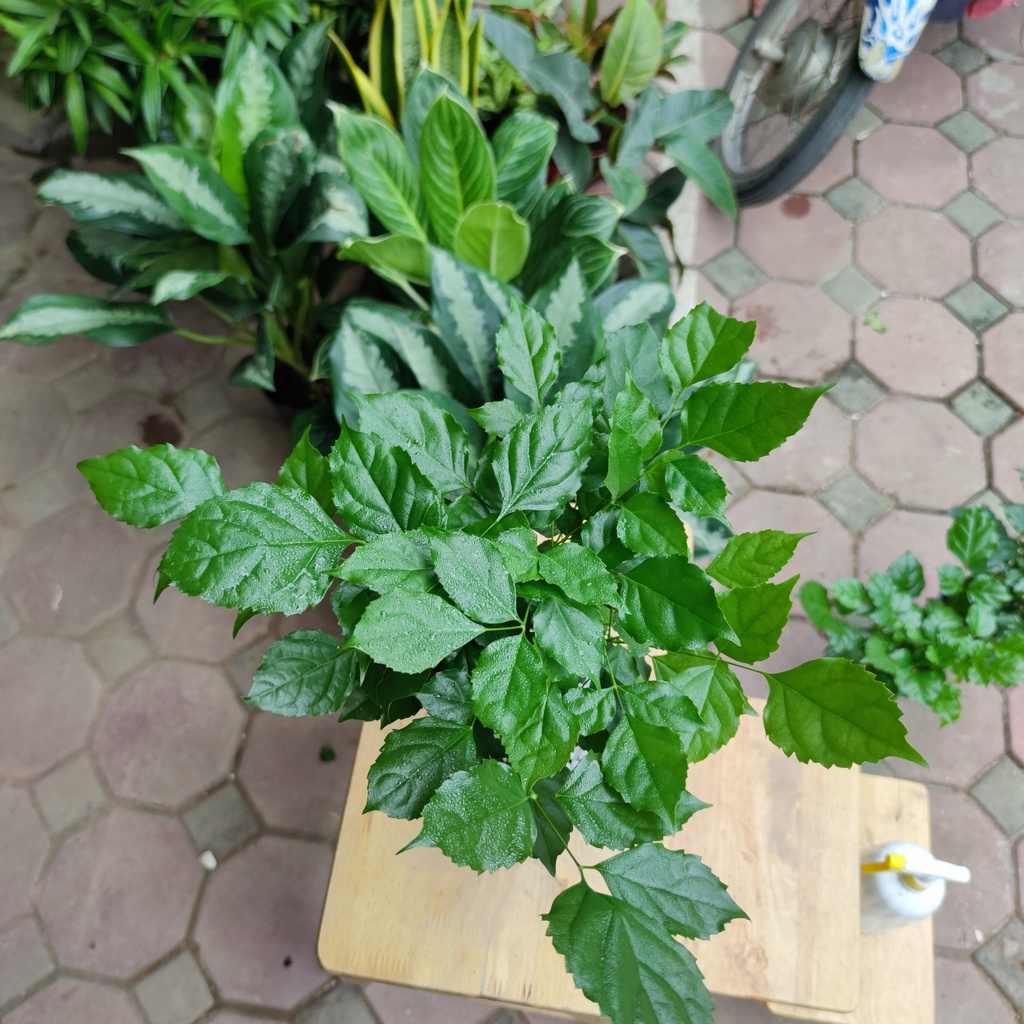 Cây hạnh phúc thủy canh thân gỗ cây phong thủy để bàn cao 30cm