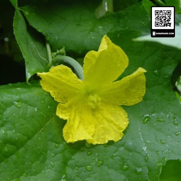 [Bán sỉ] - Hạt giống mướp hương Việt Nam siêu thơm