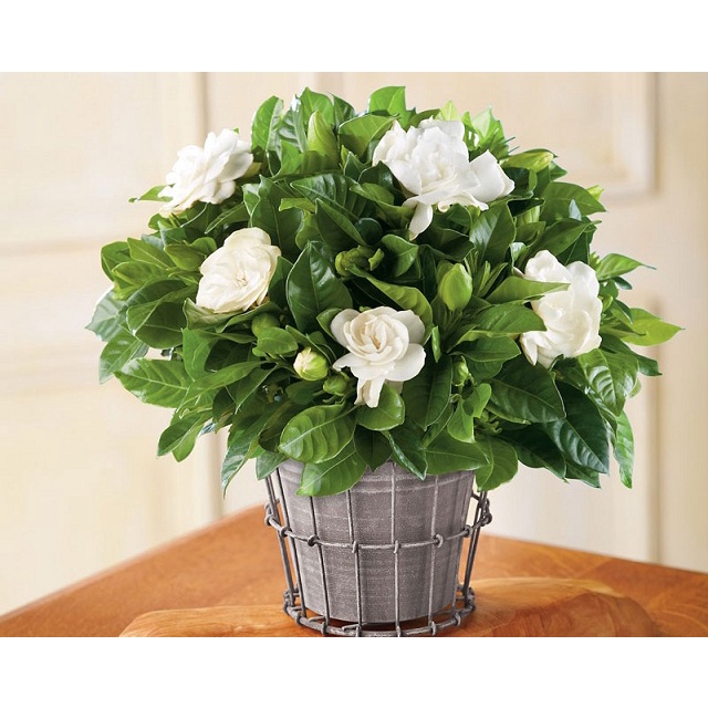 20 Hạt hoa dành dành, bạch thiên hương, hoa nở to, toả hương thơm ngào ngạt, cây hoa cảnh trang trí sân vườn