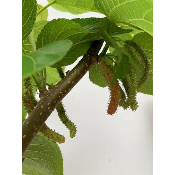 Dâu tằm Đài Loan  trái dài