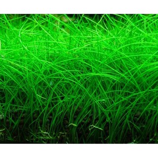 Hạt Giống cây  thủy sinh Cỏ Ngưu Mao Chiên lùn xòe vị trí trồng trải nền
